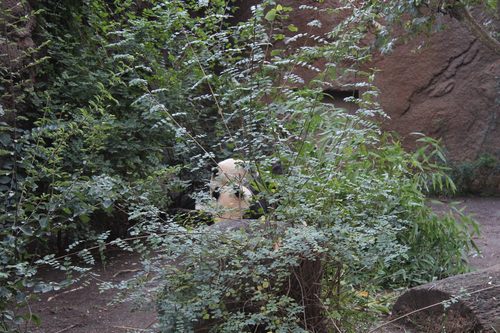 San Diego Zoo Part II 181